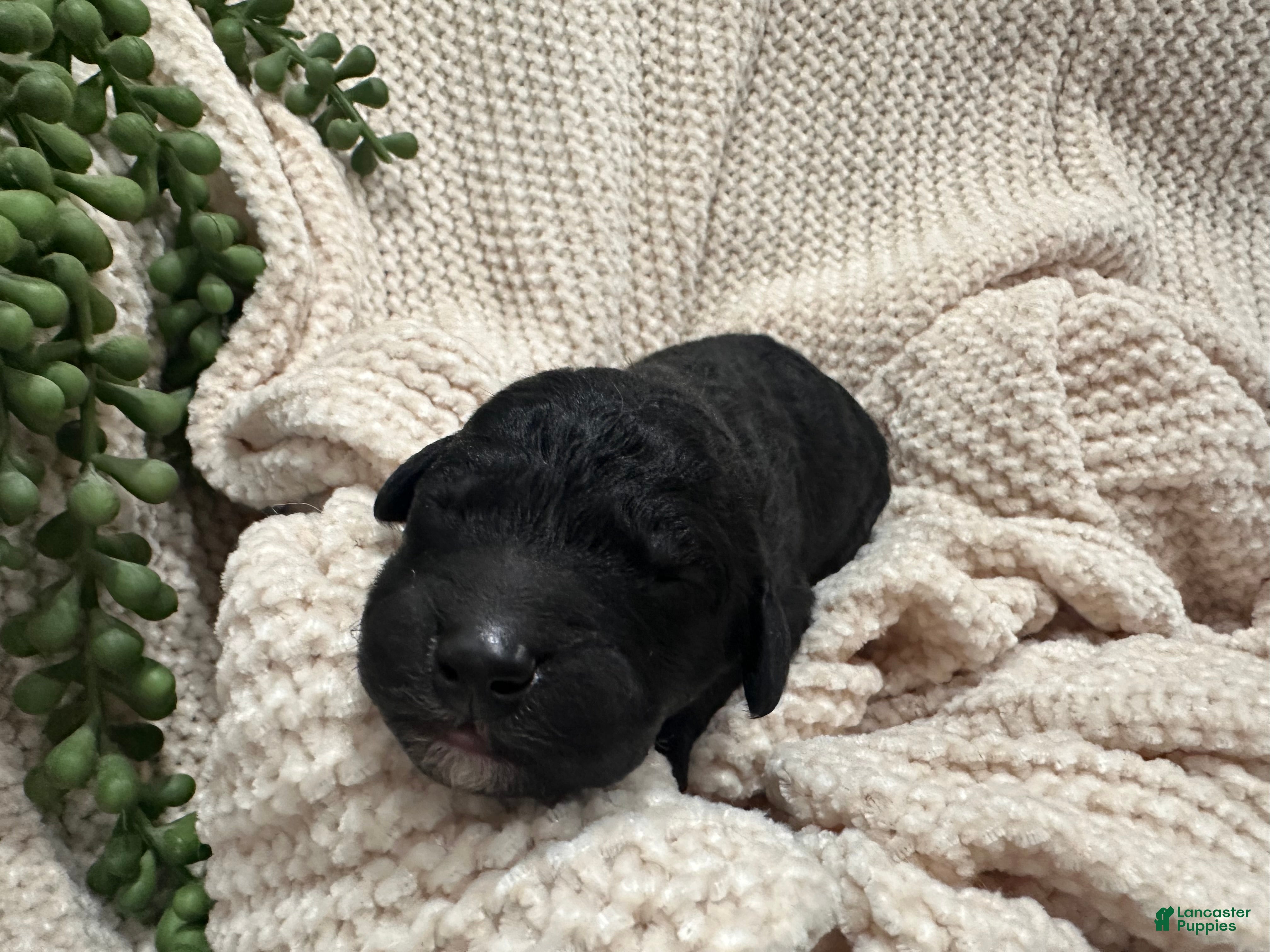 Goldendoodle dogs Onyx 🧡 - Ad 30
