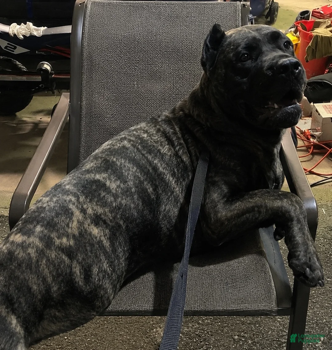 Cane Corso dogs for sale: Cane Corso 7 - Ad 2