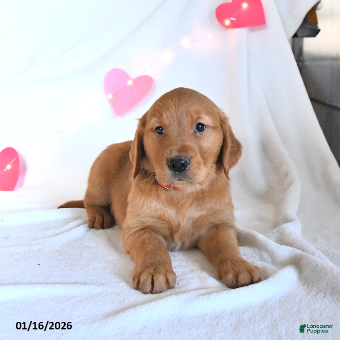 Golden Retriever dogs for sale: Mickey - Ad 4