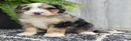 Mini Bernedoodle dogs for sale: Mini Zues - Ad 5