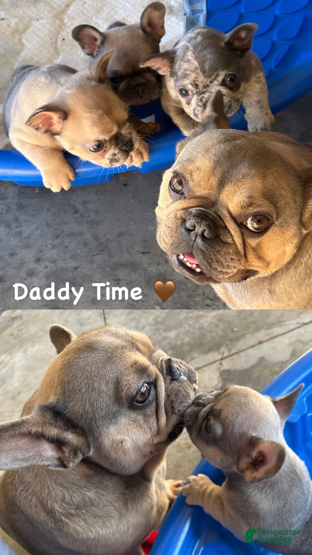 French Bulldog dogs for sale: Forest - Ad 5