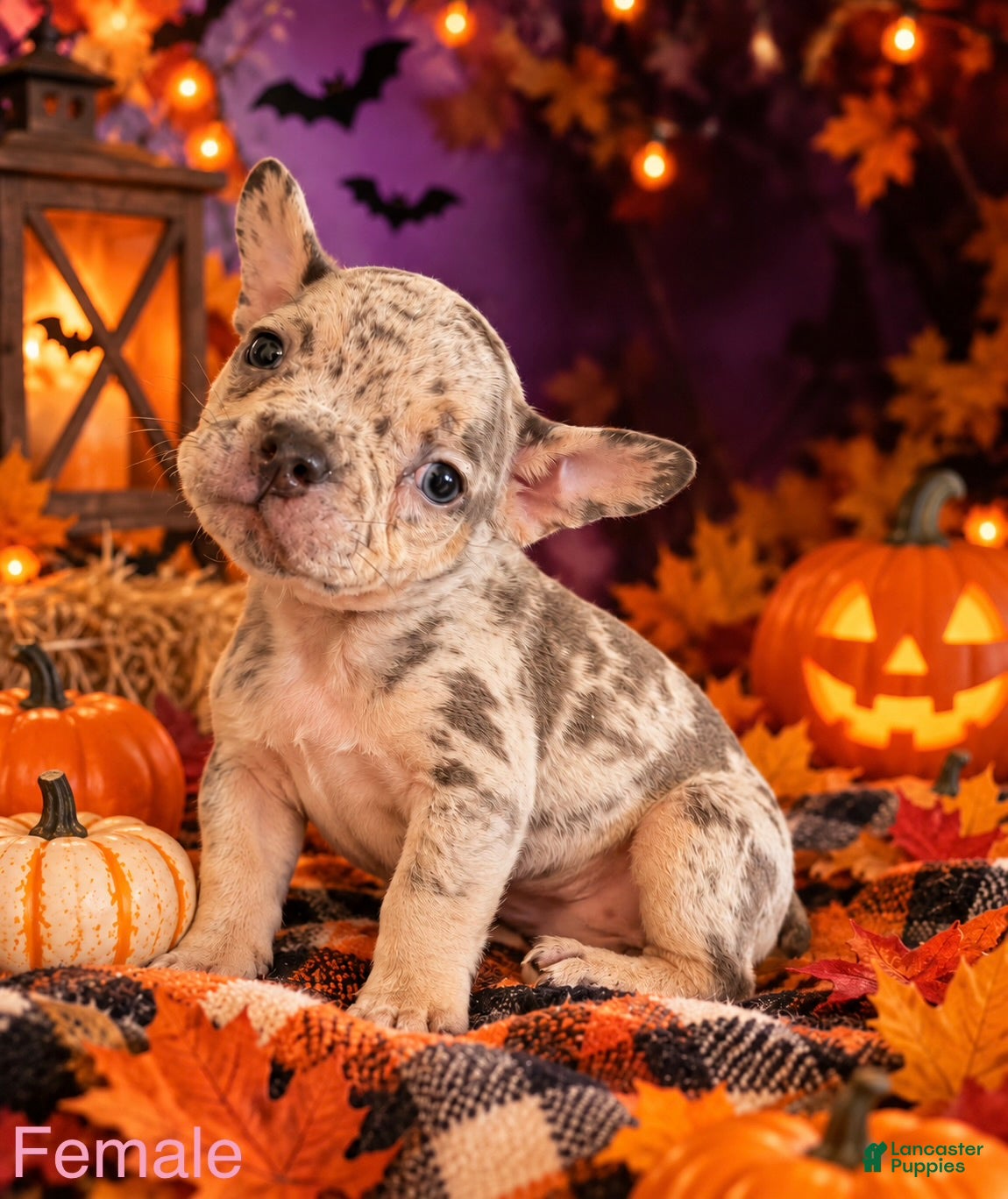 Mixed Breed dogs for sale: French Bulldog X Amercian Bully  - Ad 8