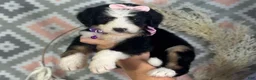 Bernedoodle dogs for sale: Ingrid - Ad 4