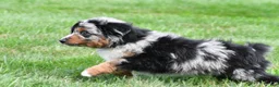 Miniature Australian Shepherd dogs for sale: Wilson - Ad 11