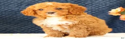 Cavapoo dogs for sale: Allie - Ad 7