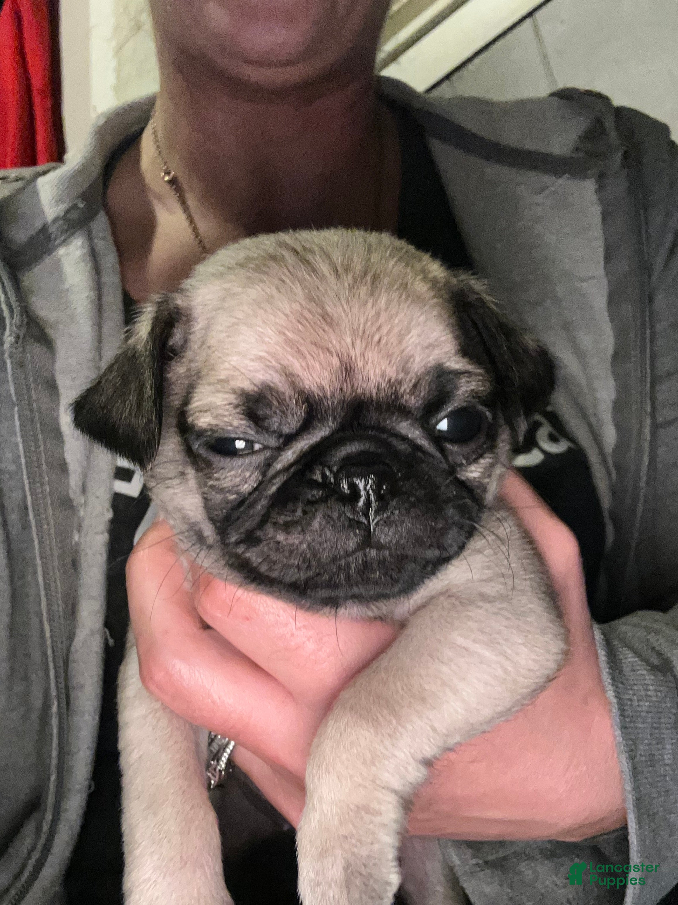 Pug dogs Pug Puppy 6 - Ad 10