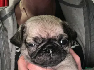 Pug dogs Pug Puppy 6 - Ad 17