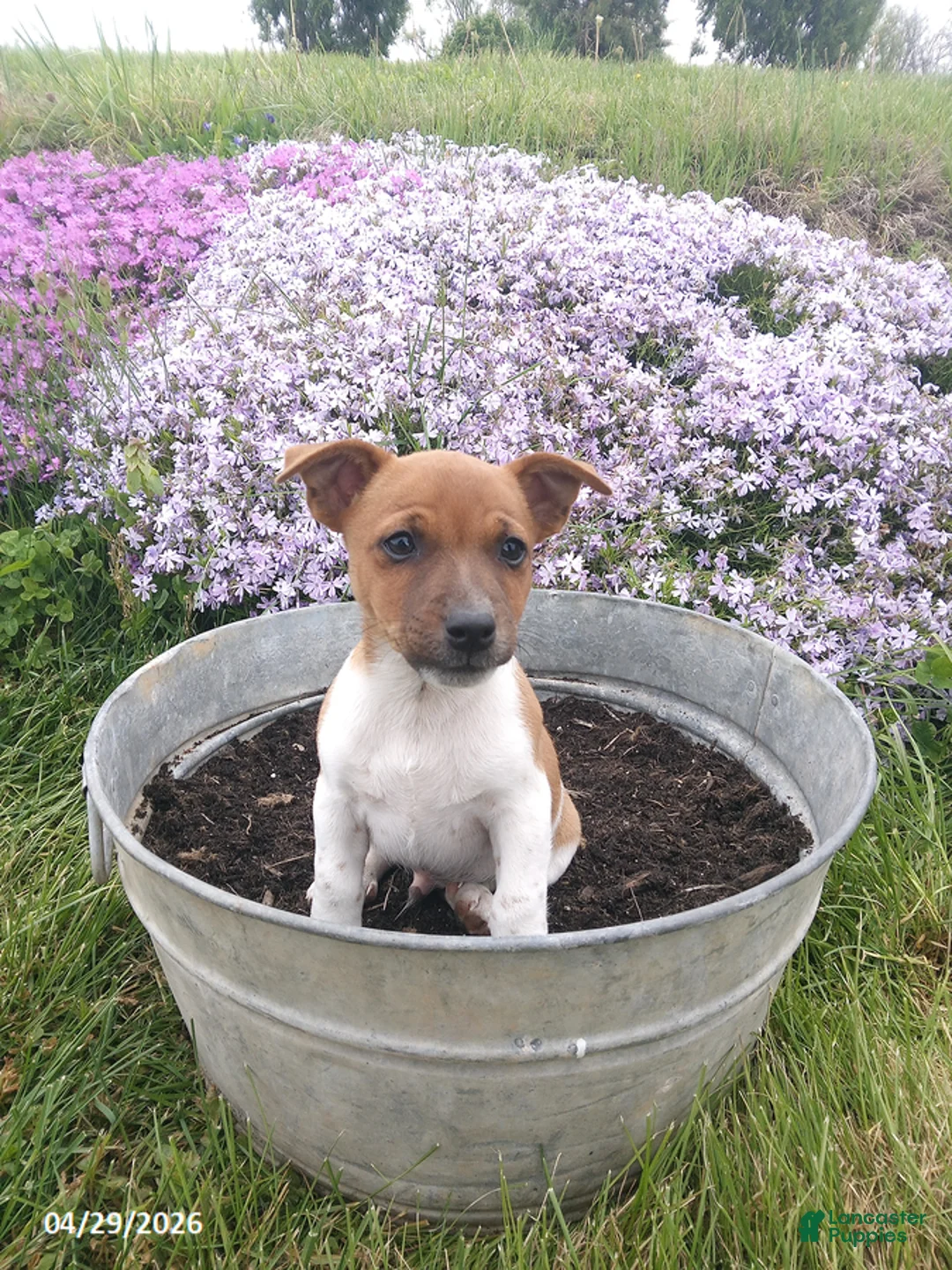 Jack Russell Terrier dogs for sale: Hank - Ad 1