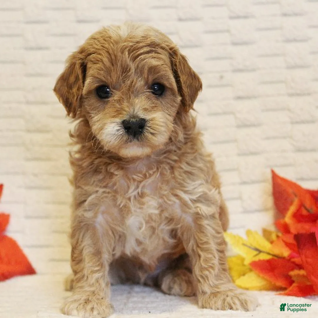 Cavapoo dogs for sale: Cedar - Ad 3