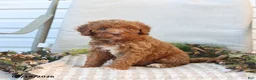 Mini Goldendoodle dogs for sale: Monica - Ad 4