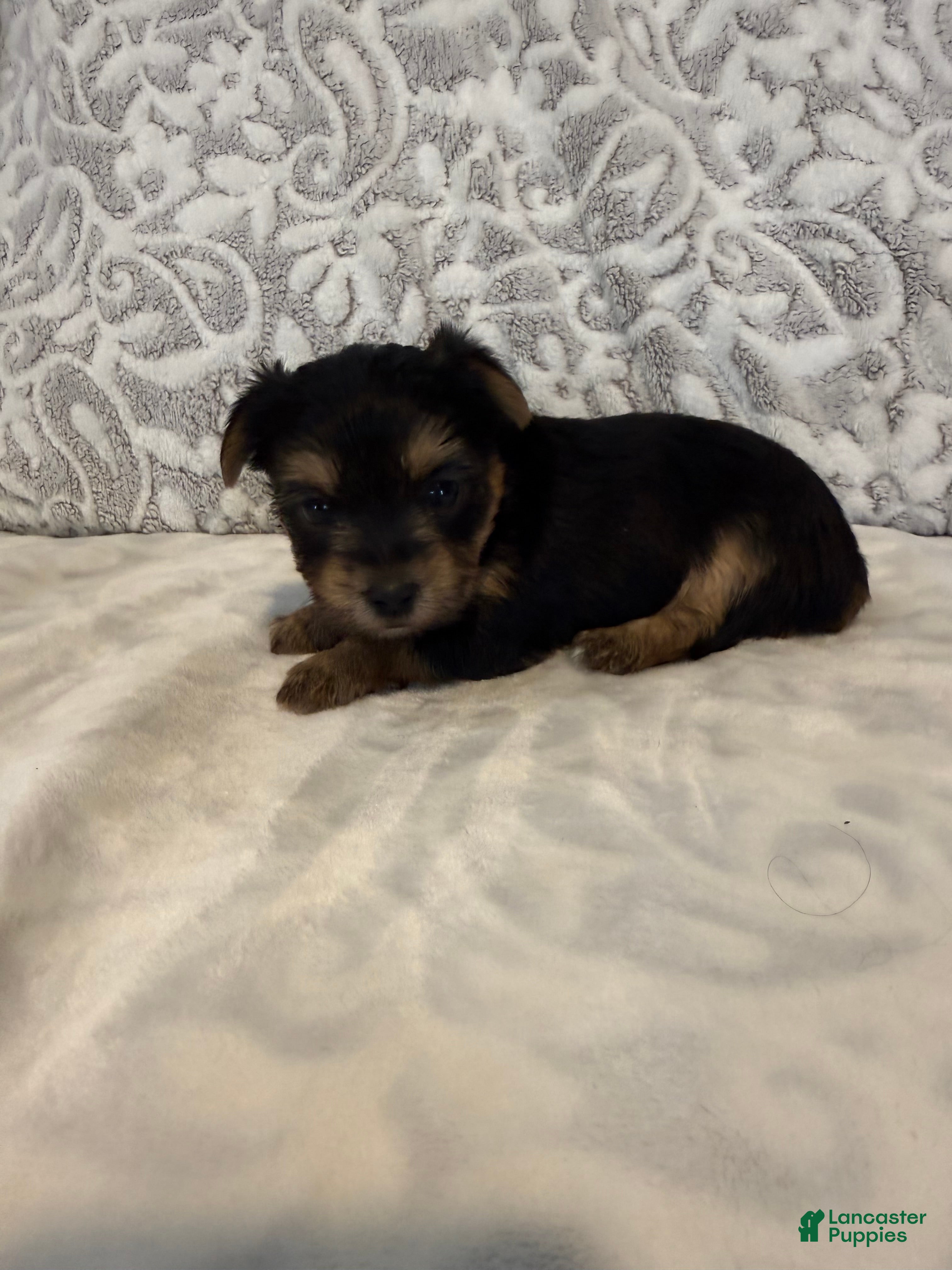 Yorkshire Terrier dogs Ivory - Ad 2