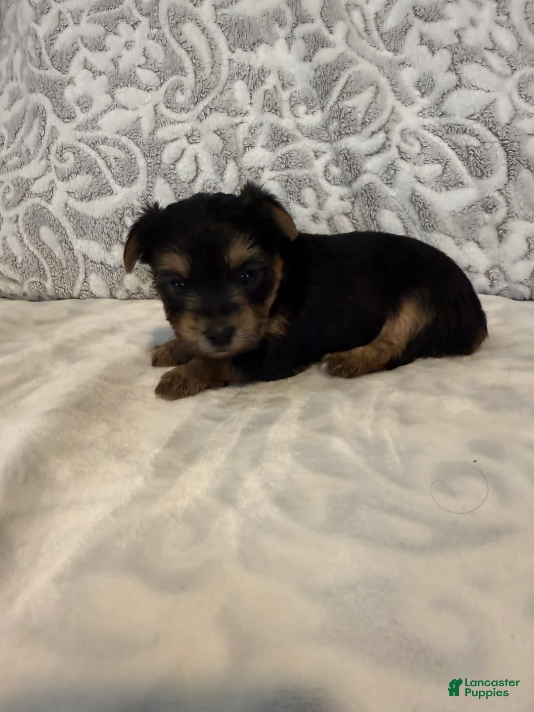 Yorkshire Terrier dogs for sale: Ivory - Ad 2