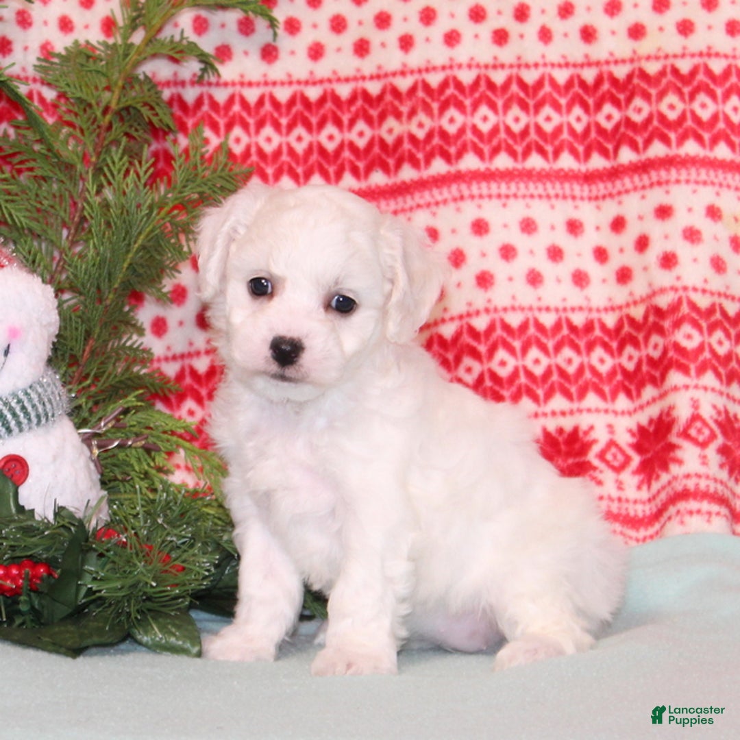 Bichpoo dogs for sale: YoYo - Ad 1