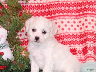 Bichpoo dogs YoYo - Ad 3