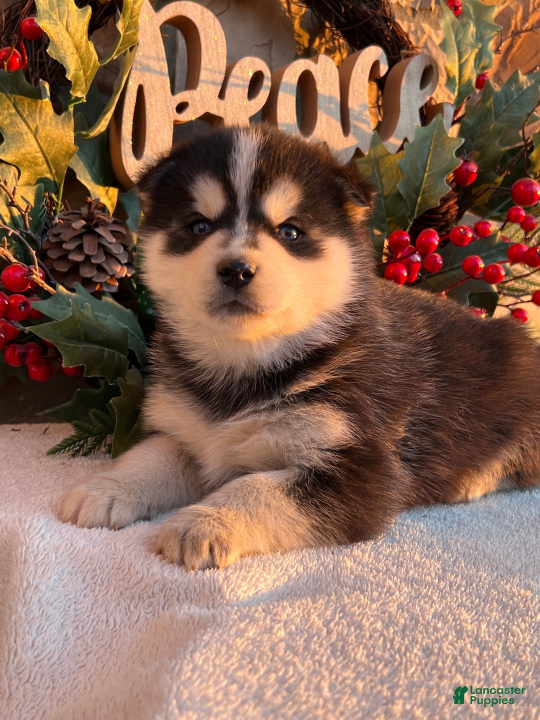 Pomsky dogs for sale: Feliz - Ad 6