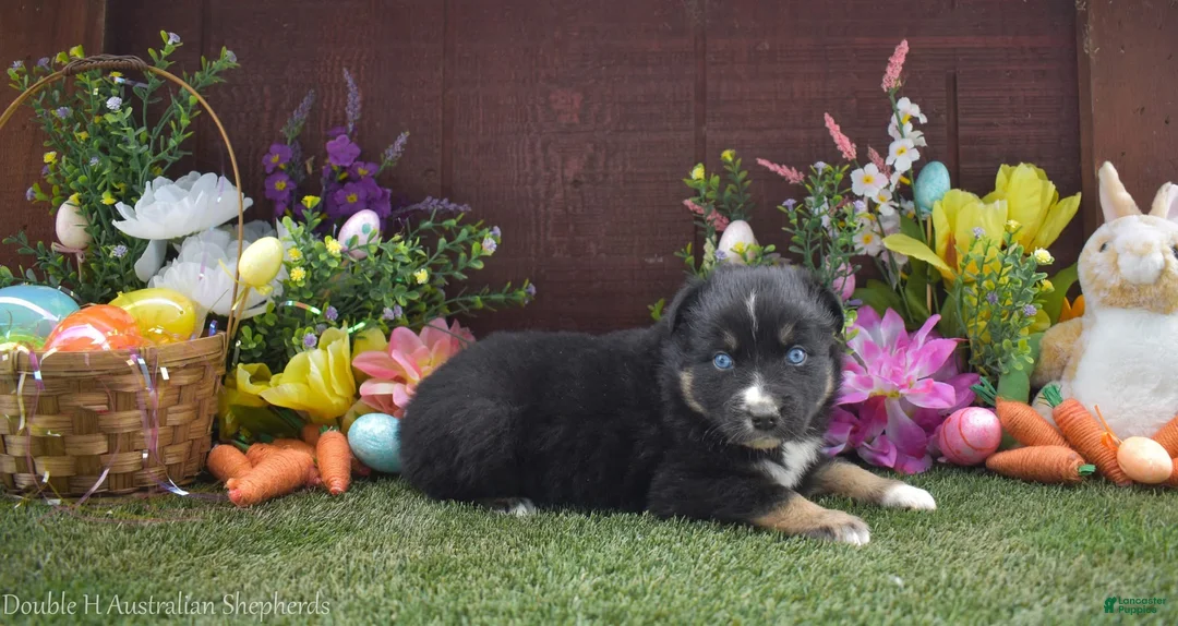 Australian Shepherd dogs for sale: Robbin 2 blue eyes - Ad 2