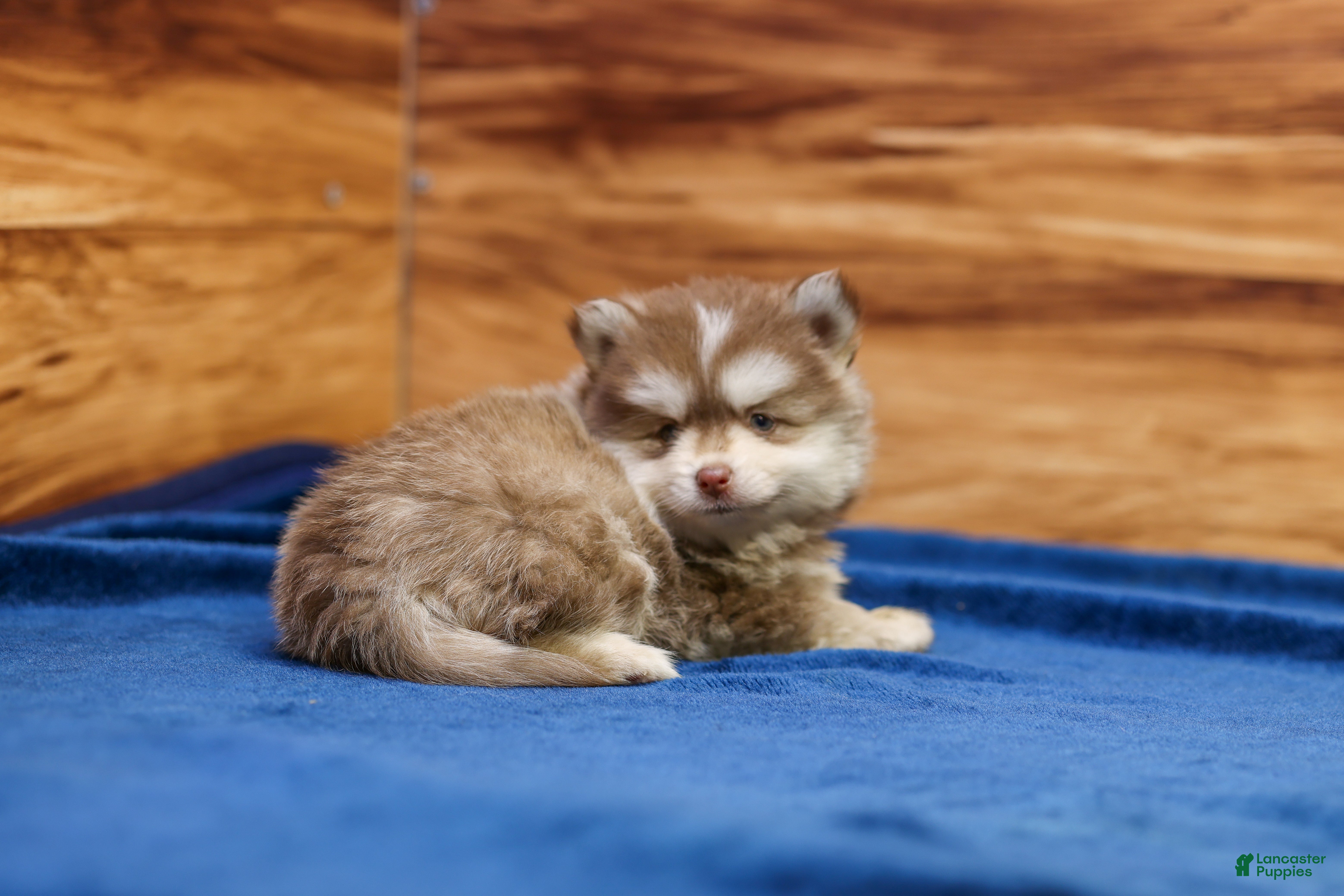 Pomsky dogs Prince - Ad 2
