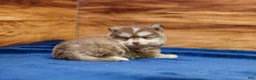 Pomsky dogs for sale: Prince - Ad 2