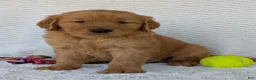 Golden Retriever dogs for sale: Brady - Ad 14