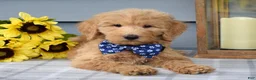 Goldendoodle dogs for sale: Felix - Ad 5