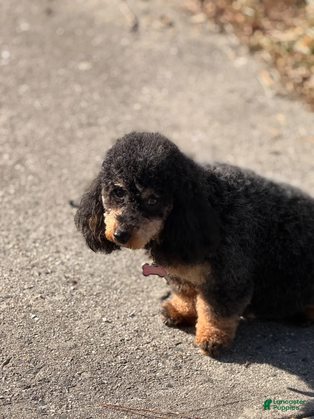 Miniature Poodle dogs for sale: Miniature Poodle 5 - Ad 4