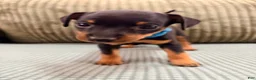 Miniature Pinscher dogs for sale: Lucky - Ad 2