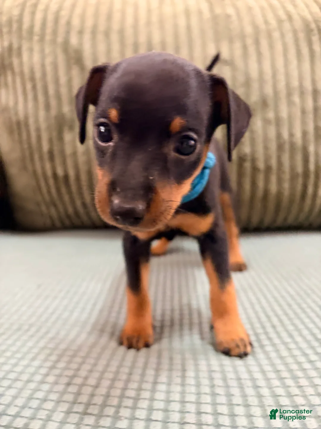 Miniature Pinscher dogs for sale: Lucky - Ad 2