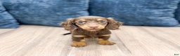 Miniature Dachshund dogs for sale: Cupcake - Ad 1