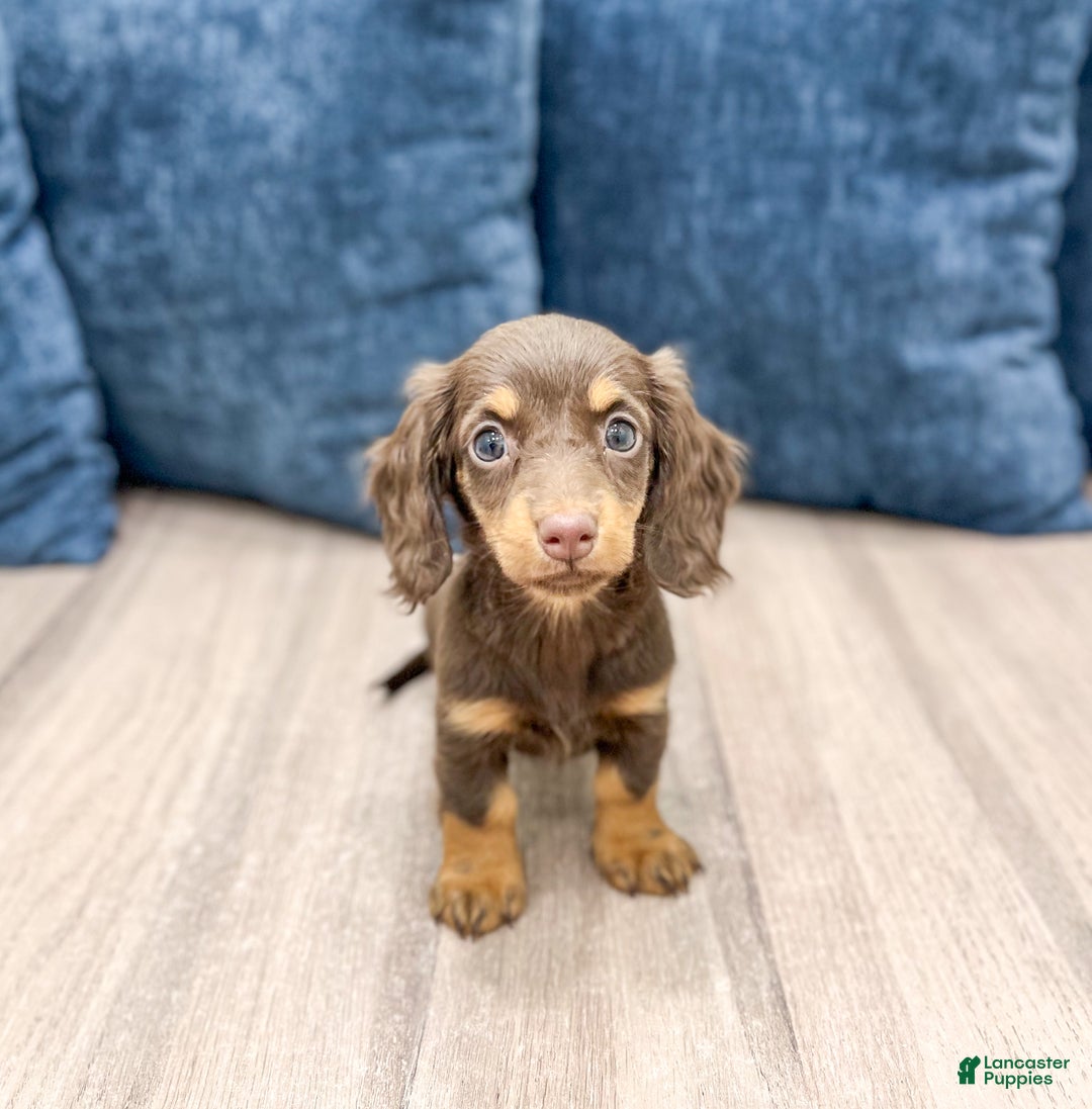 Miniature Dachshund dogs for sale: Cupcake - Ad 1