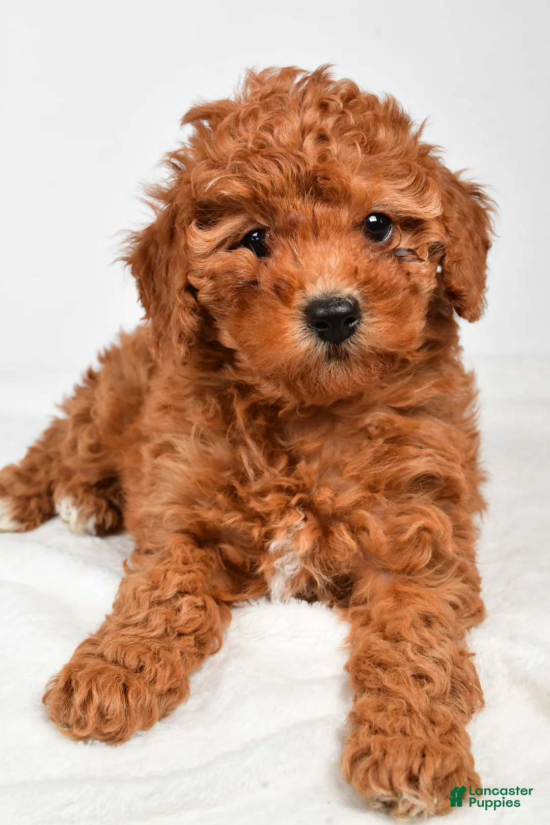 Miniature Poodle dogs for sale: Bella - Ad 10