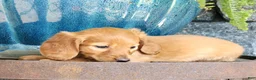 Miniature Dachshund dogs for sale: Molly - Ad 10