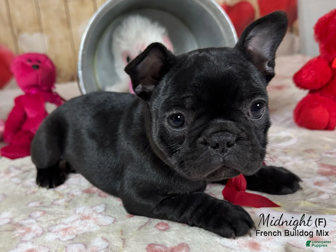 Mixed Breed dogs for sale: Midnight - Ad 4