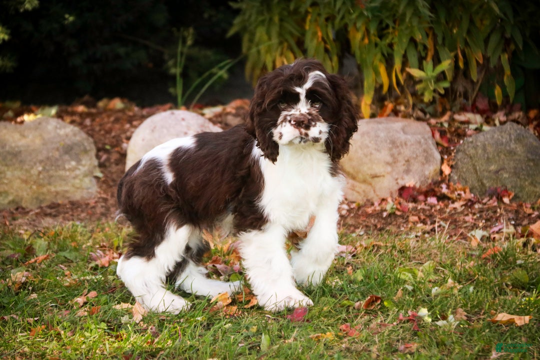 Cocker Spaniel dogs for sale: Pippin - Ad 9