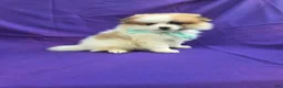 Pomeranian dogs for sale: Zander - Ad 1