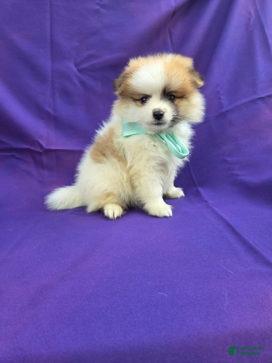 Pomeranian dogs for sale: Zander - Ad 1
