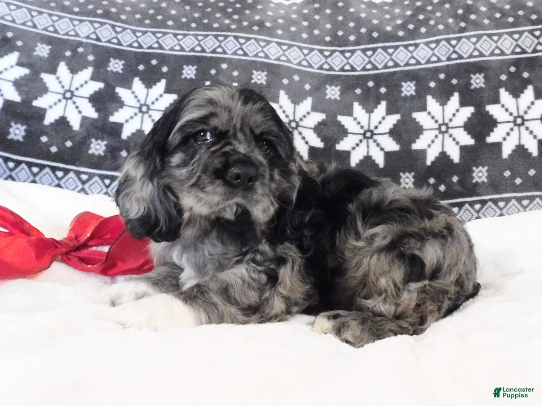 Cocker Spaniel dogs for sale: Espresso - Ad 5