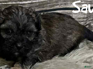 Shihpoo dogs - Ad 3