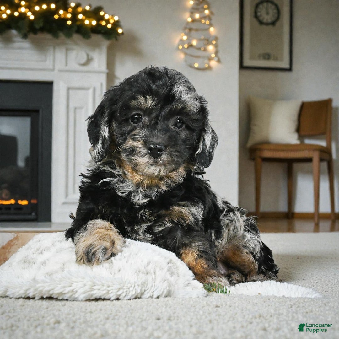 Cockapoo dogs for sale: max - Ad 5