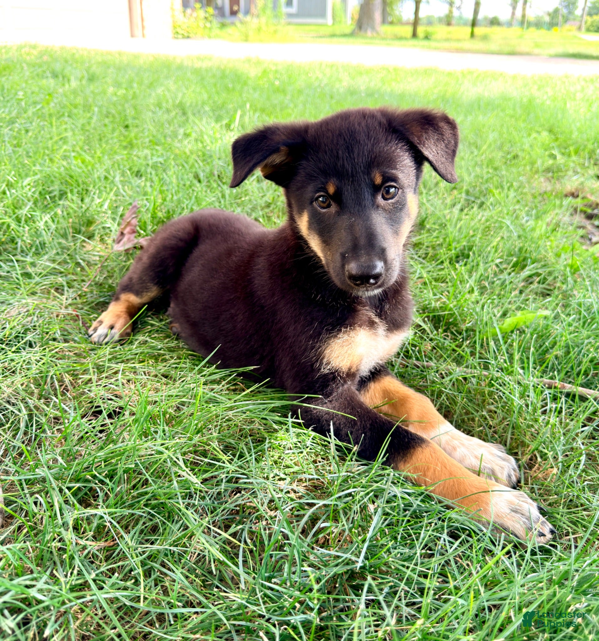 Mixed Breed dogs Thor - Ad 5