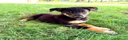 Mixed Breed dogs for sale: Thor - Ad 1