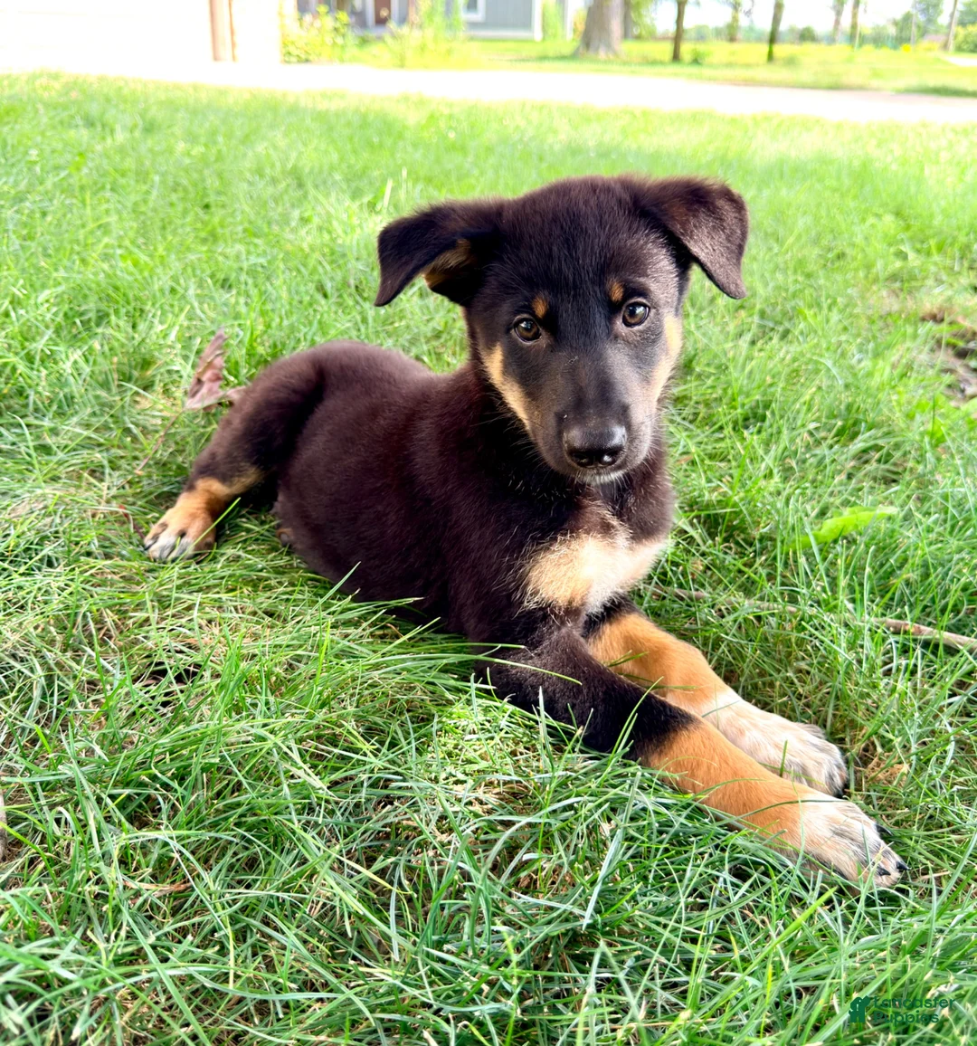 Mixed Breed dogs for sale: Thor - Ad 1