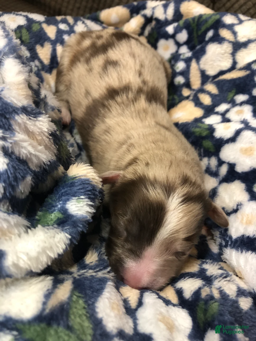 Mixed Breed dogs for sale: Female 1 - Ad 2