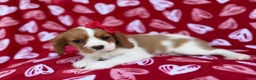 Cavalier King Charles Spaniel dogs for sale: Noel - Ad 8