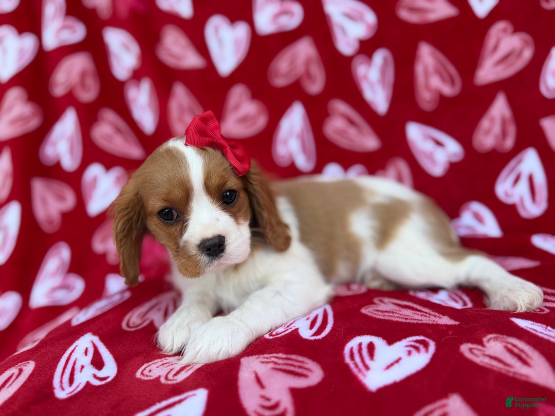 Cavalier King Charles Spaniel dogs for sale: Noel - Ad 8