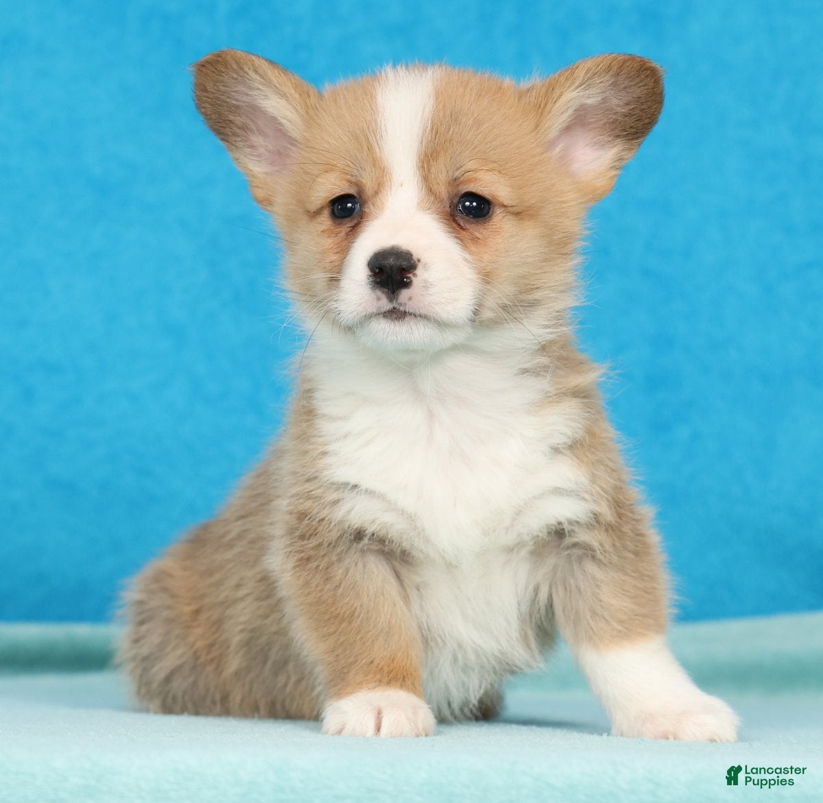 Welsh Corgi Pembroke dogs Dottie - Ad 2