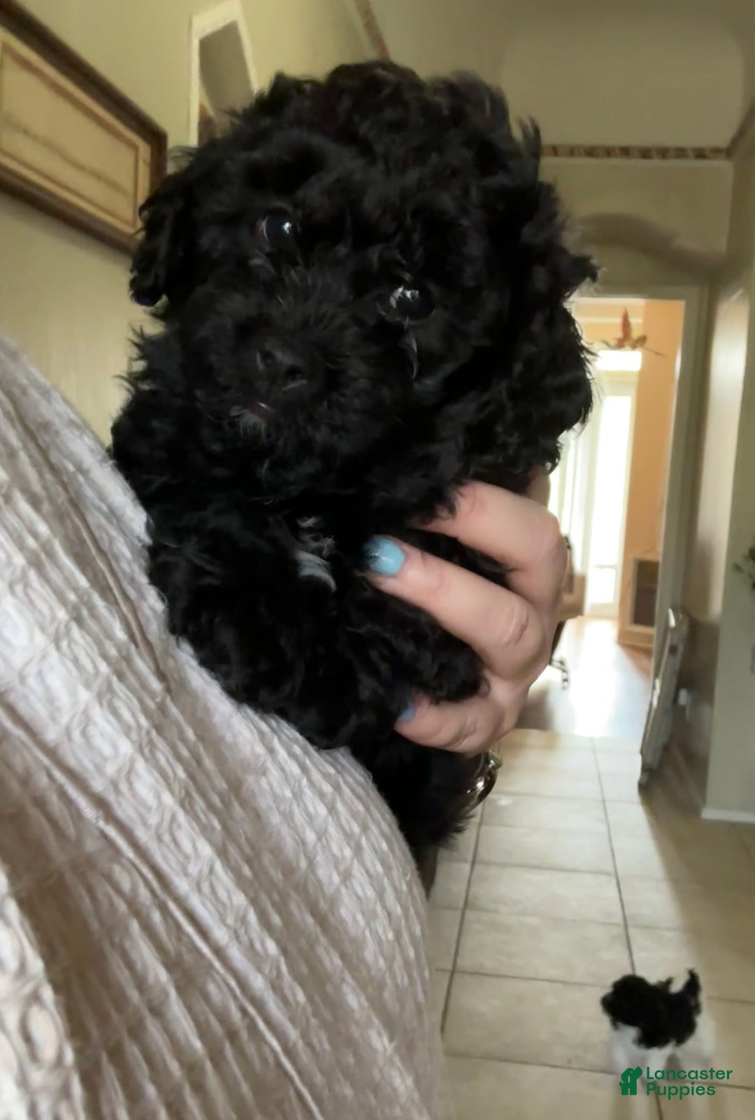 Bichpoo dogs for sale: Willy - Ad 2