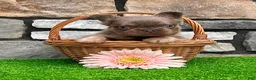 French Bulldog dogs for sale: French Bulldog 1 - Ad 5