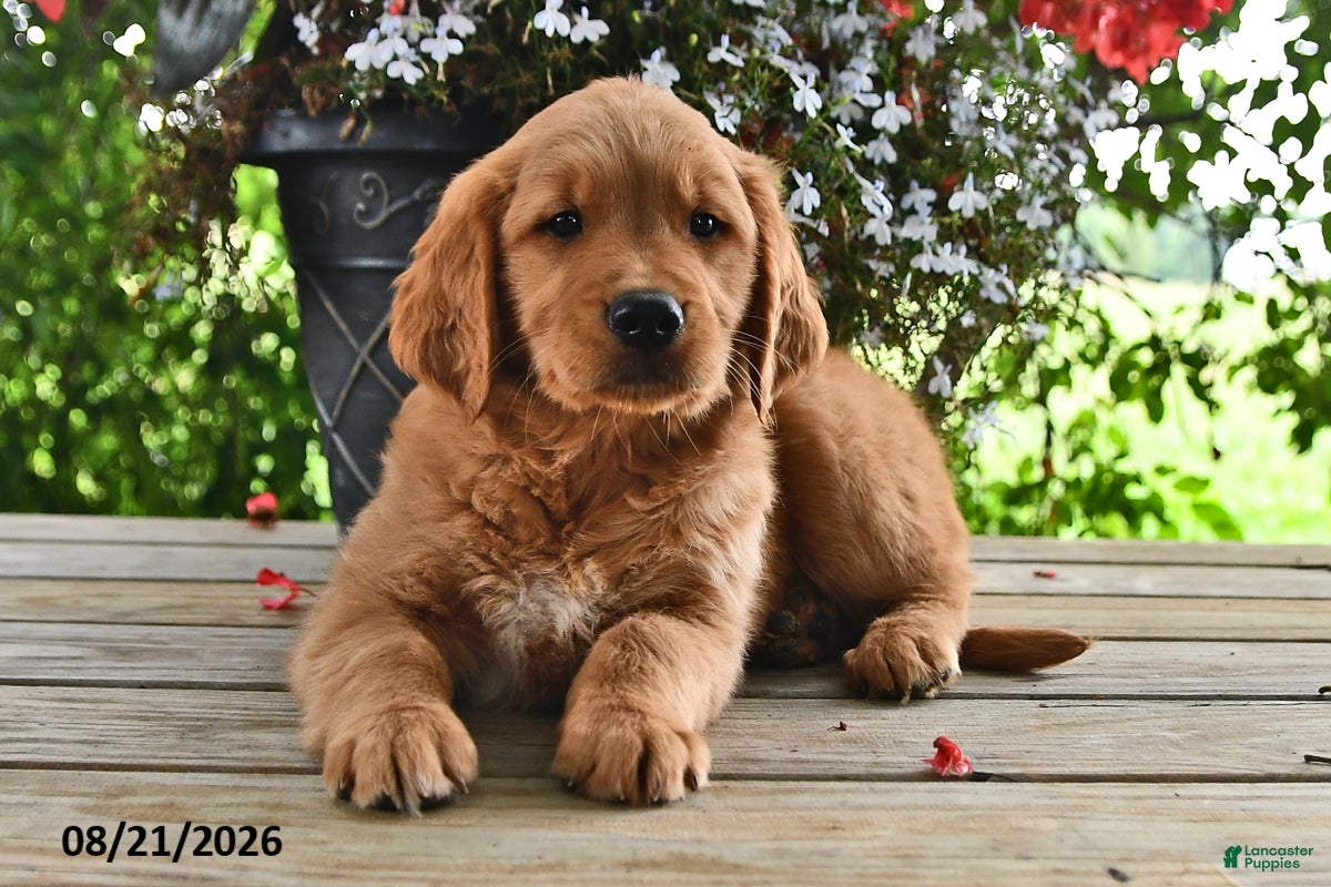 Golden Retriever dogs Oscar - Ad 2