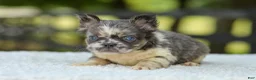 French Bulldog dogs for sale: Laura - Ad 11