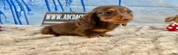Dachshund dogs for sale: Chocolate mini long coat - Ad 2